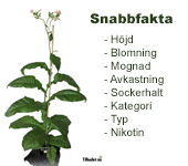 Snabbfakta på tobakssorter